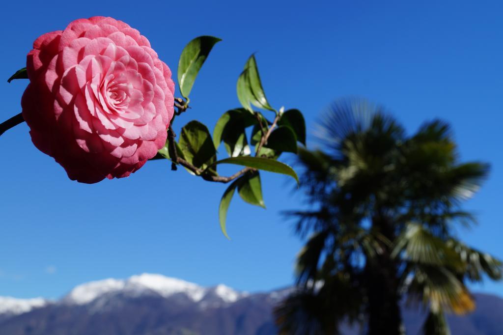 Casa Eva Apartman Ronco sopra Ascona Kültér fotó